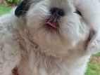 Shitzu Puppy
