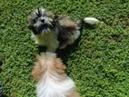 Shih Tzu Puppies