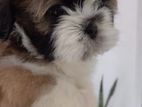 Shih Tzu Puppies