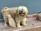 Shih Tzu Puppies