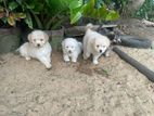Shih Tzu Puppies