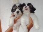 Shih Tzu Puppies