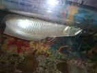 Siver Arowana