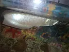 Siver Arowana