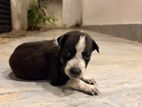 Dog For Kind Home