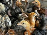 Six Weeks Old Chicks