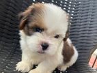 sixshu puppies male female