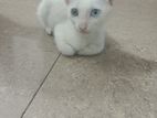 Siyamis Cat and Parison