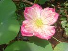 Siyapath Lotus Plant
