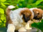 Shih Tzu Puppies
