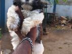 Sizsu Male Puppy