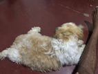 Shih Tzu Puppy