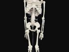 skeleton 85cm