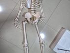 skelton 170cm