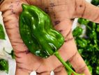 ස්කෝච් බොනට් ඩාක් ග්‍රීන් නයි මිරිස් පැල
