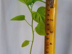 ස්කෝච් බොනට් ඩාක් ග්‍රීන් නයි මිරිස් පැල