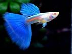 Sky Blue Guppy Fish