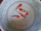 Sl Koi Fish