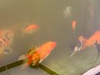 SL Bred Koi