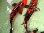 SL breeding koi carp Fish