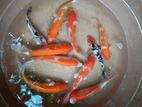 SL Breeding Koi Fish