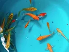SL Butterfly Koi Carp Fish