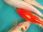 SL Carp Fish