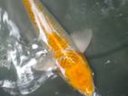 Sl Koi Fish