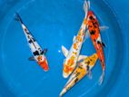 SL Koi 12 inches