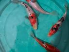 Sl Koi Breed