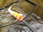 Sl Koi Carp Fish