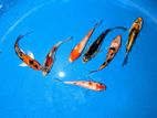 Sl Koi Carp Fish