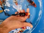 Sl Koi Carp