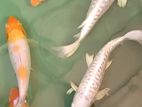 Koi Carp