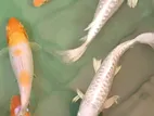 Koi Carp