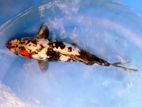 Koi Carp