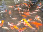 Koi Carp Fish