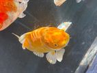 Sl Koi Carp Fish