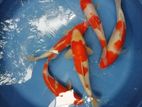 Koi Carps Fish