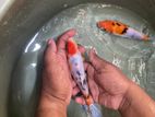 SL Koi Carp
