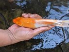 SL Koi Carp Fish