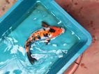 Koi Carp Fish