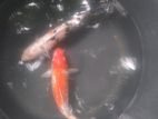 Sl Koi Carp Fish