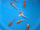 Sl Koi Fish 5 Inches