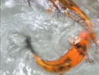 Koi Fish