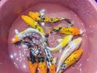 SL Koi Fish