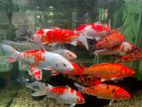 Sl Koi Fish