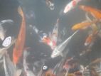 SL Koi Fish