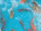 Sl Koi Fish
