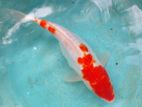 SL Koi Fish